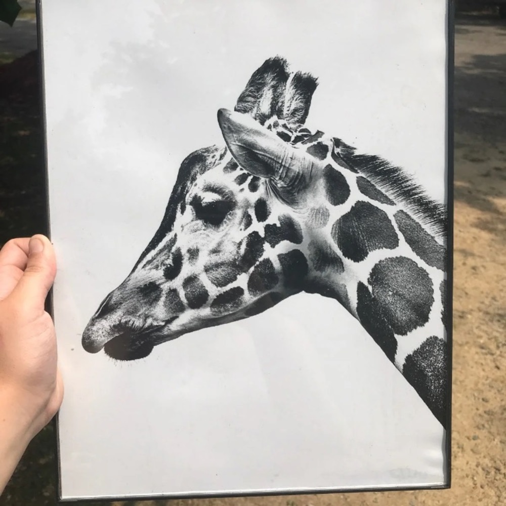 Giraffe hanging picture
